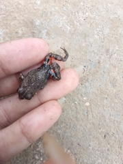 Eleutherodactylus planirostris