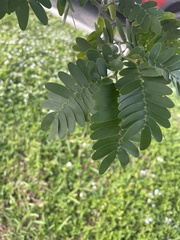 Gonopterodendron
