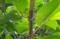 Anax ephippiger