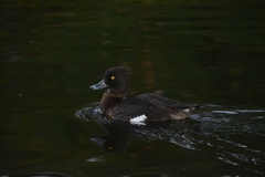 Aythya fuligula