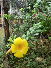 Allamanda cathartica