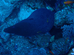 Gymnothorax javanicus