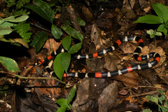 Micrurus lemniscatus helleri