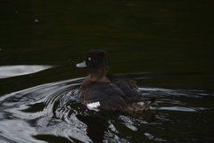 Aythya fuligula