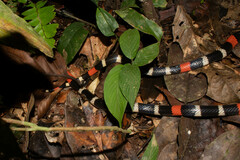 Micrurus lemniscatus helleri