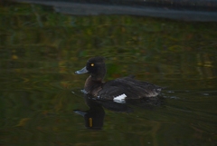 Aythya fuligula