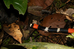 Micrurus lemniscatus helleri