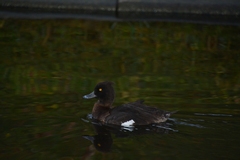 Aythya fuligula