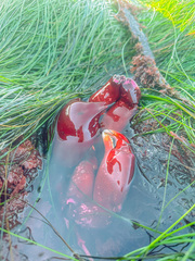 Taliepus nuttallii