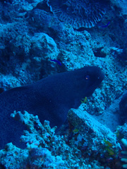 Gymnothorax javanicus