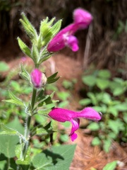 Salvia