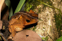 Rhinella roqueana