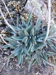 Dudleya saxosa collomiae