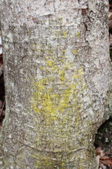 Chrysothricaceae
