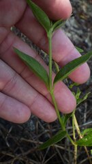 Gomphrenoideae