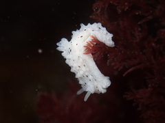 Aegires albopunctatus