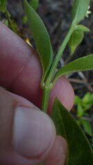 Gomphrenoideae