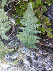 Myriopteris covillei