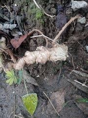 Zingiber officinale