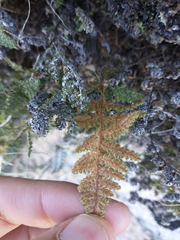 Myriopteris covillei