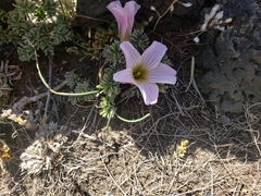 Oxalis enneaphylla