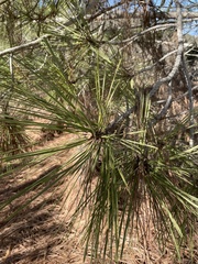 Pinus torreyana