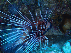 Pterois cincta