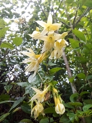 Dahlia imperialis