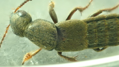 Pseudocypus