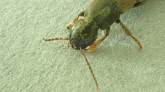 Pseudocypus
