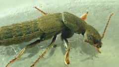 Pseudocypus