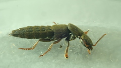 Pseudocypus
