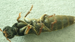 Pseudocypus