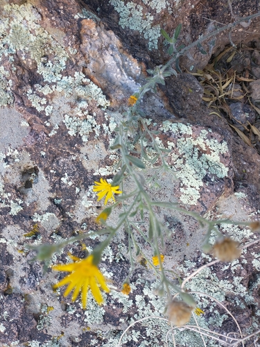 Sonora False Goldenaster (Heterotheca marginata)