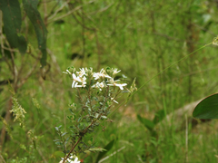 Olearia myrsinoides