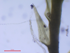 Archidium alternifolium