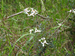 Olearia myrsinoides