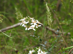 Olearia myrsinoides