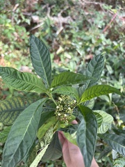 Psychotria tenuifolia