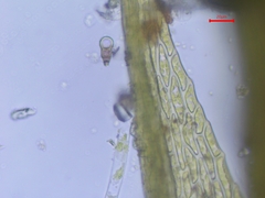 Archidium alternifolium