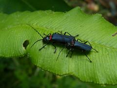 Chauliognathus magellanicus