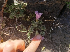 Oxalis enneaphylla