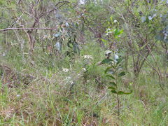Olearia myrsinoides