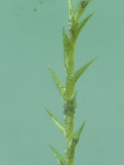 Archidium alternifolium