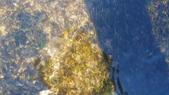 Ranunculus trichophyllus