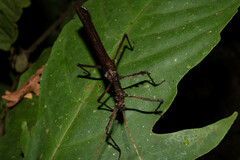 Creoxylus