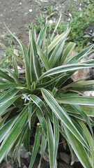 Chlorophytum laxum
