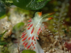 Coryphella trilineata