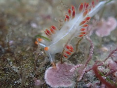 Coryphella trilineata