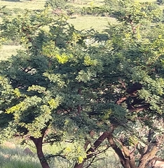 Vachellia karroo